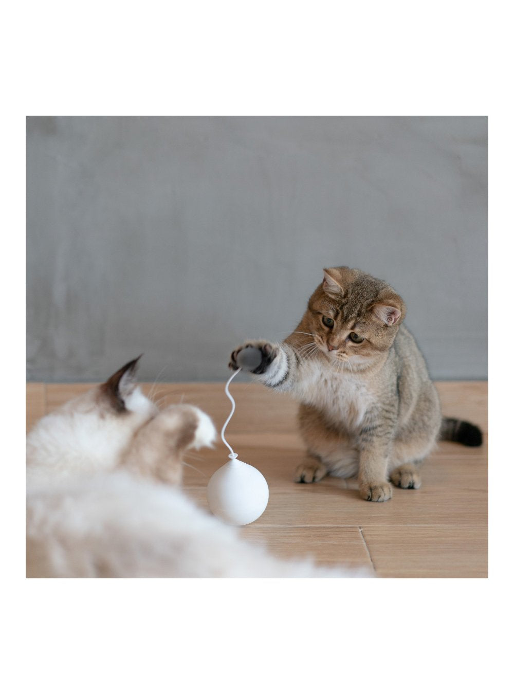 Balloon Cat Toy - Blue