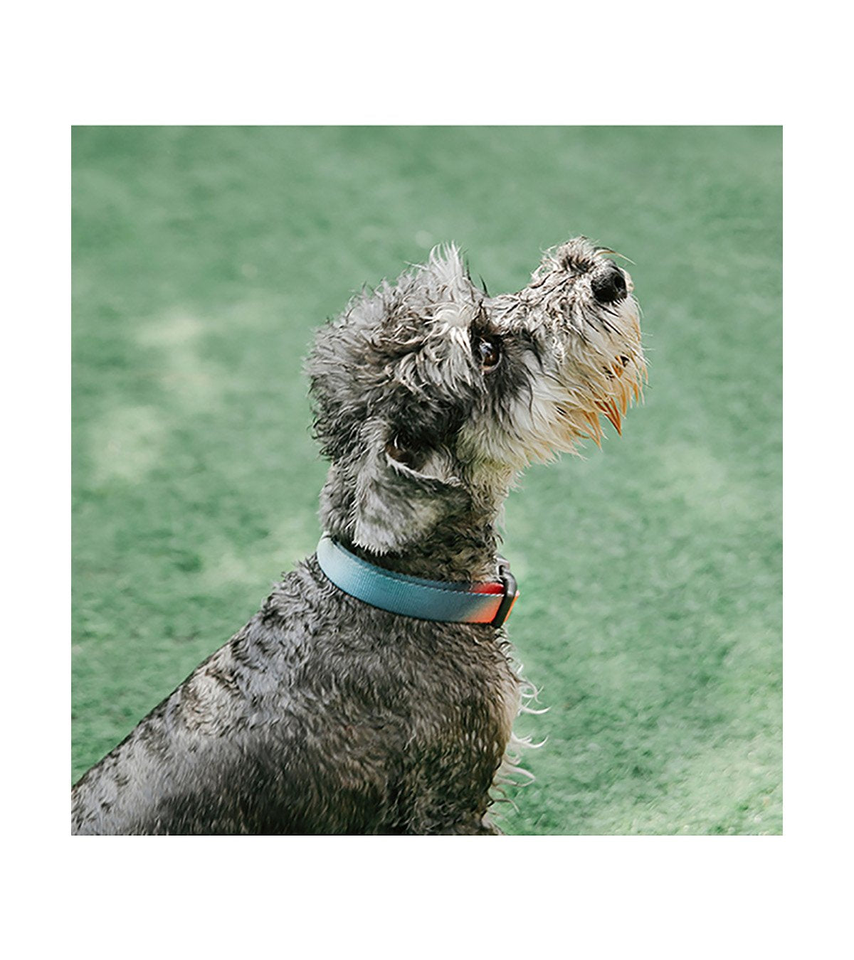 Dog Collar with Metal Buckle - Blue-green Color Gradient Style